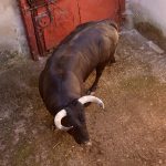 IMG_1478