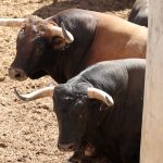 215A0376